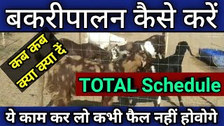 stall feeding best diet plan for goats बकरी को खाने में कब क्या देना चाहिए रामावत