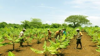 Starting a Business - How to Start a Business Banana Farm and Banana Plantation