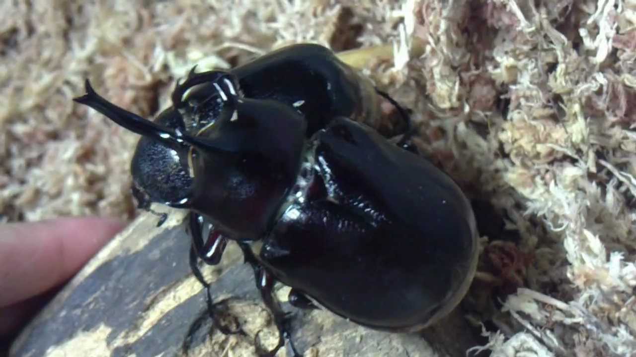 HD Megasoma pachecoi from Kingdom of Beetle Taiwan (origin : Mexico ...