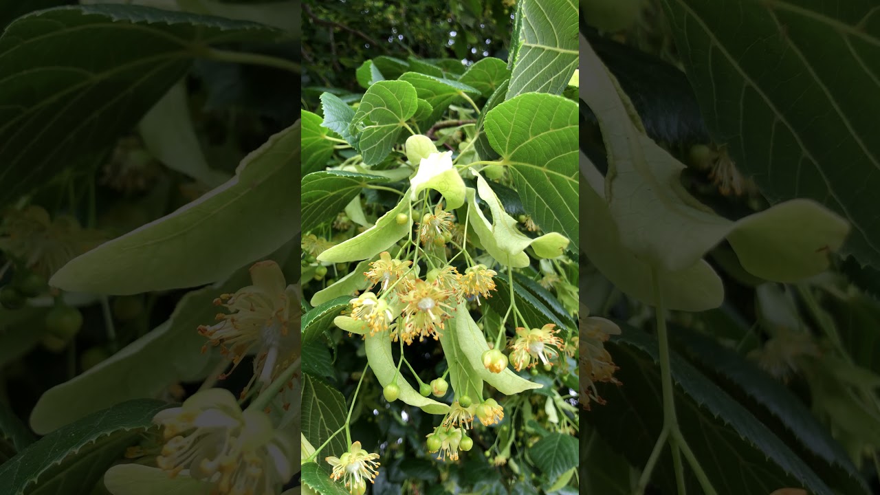 Large-leaved lime - flowers & leaves - June 2020