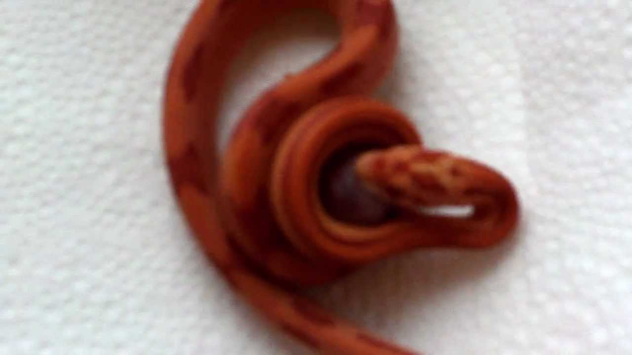 Baby Corn Snake Eating a Pinkie YouTube