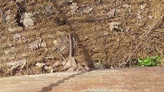 Survey site milk snake in KY. April 2022.