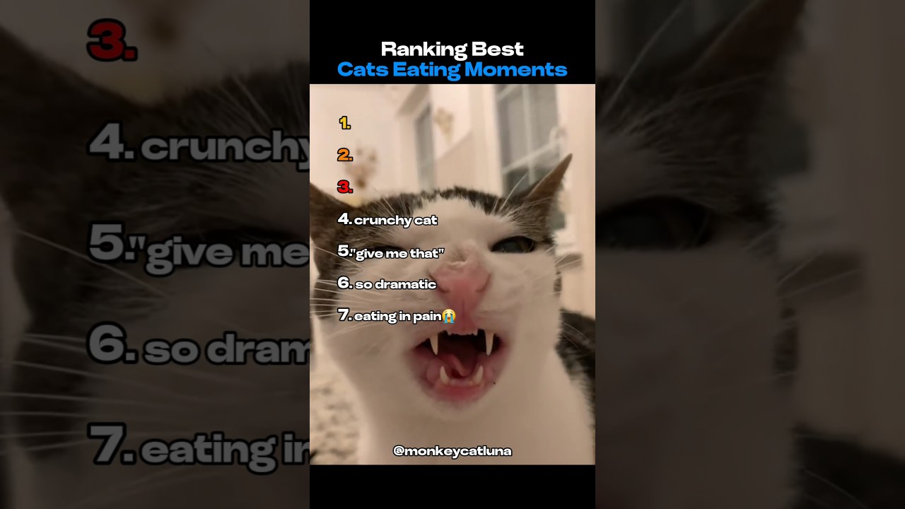 Ranking Best Cats Eating Moments 