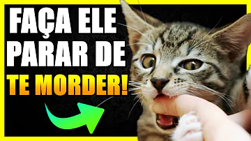 Como fazer seu gato parar de te arranhar?
