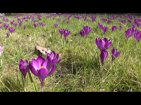 Video: Krokussen Dwingen Tegen 8 Maart