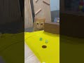 Cat Stops the Marble Before It Falls 🐾 | Satisfying ASMR #asmr #cat #satisfying #catvideo #mabarfun