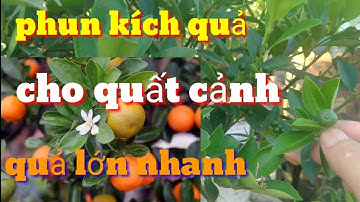 Thời điểm phun kích quả cho quất cảnh quả lớn nhanh, chăm sóc quất cho quả to đẹp vào tết