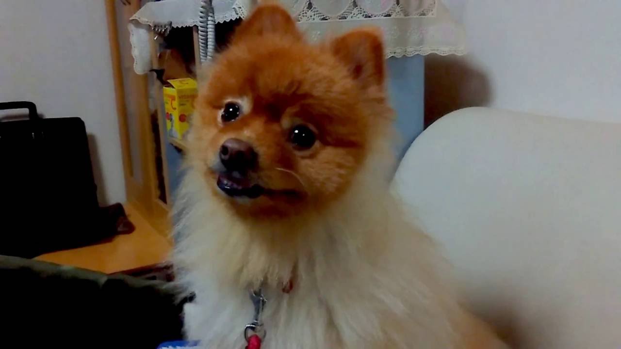 愛犬が死んで泣く夢は夢占い的にはどうなのか やはり凶夢なのか オッサン応援団