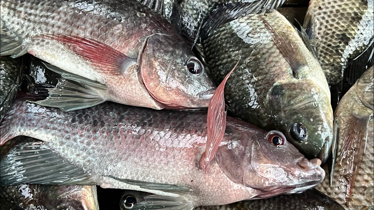 HARVESTING & SELLING TILAPIA ON MY FISHPOND YouTube