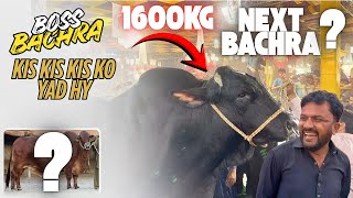 BOSS BACHRA KIS KIS KO YAD HY🥰||1600 Ka Bachra😱🤯||King Of Multan Mandi||Mahar Hashim