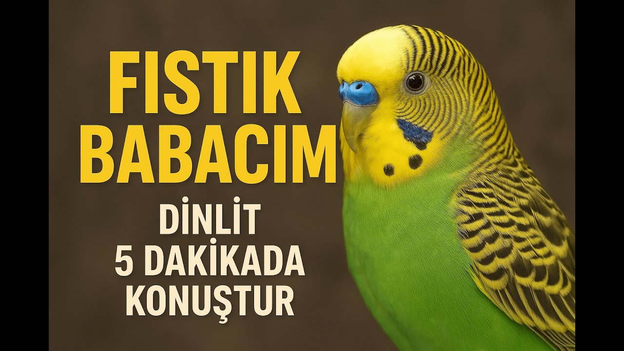 Kuşunu Konuştur: Fıstık BABACIM Diyerek Konuşmayı Öğretiyor 🐦 (5 Dakika Döngü) #muhabbetkuşu