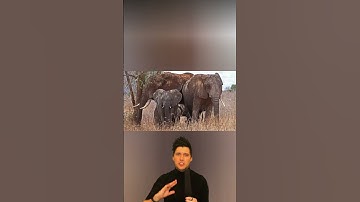 Elephants Can Recognise Themselves! 🐘