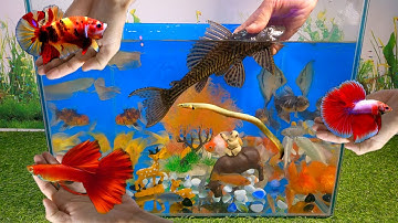 Tổng hợp các video cá cảnh đẹp, động vật dễ thương, cá lia thia, cá rồng, cá sặc, cá lau kiếng