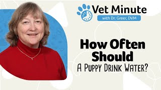 Vet Minute: How Often Should a Puppy Drink Water? by Revival Animal Health 11,298 views 1 year ago 3 minutes, 57 seconds