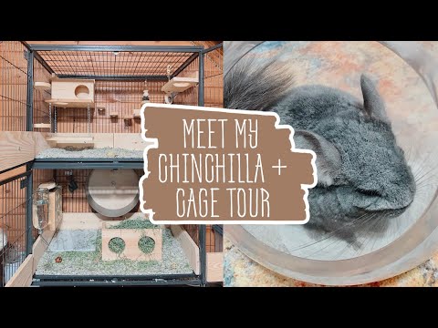 Video: Maagsere In Chinchillas