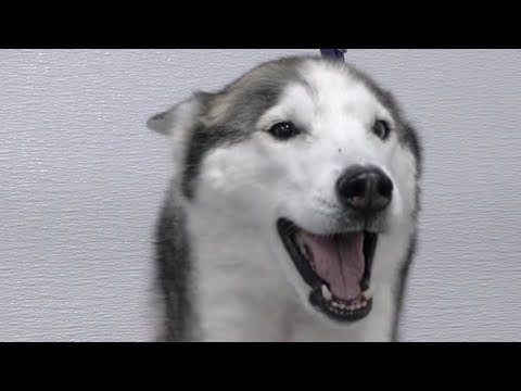 Adorable Husky Dog makes funny noises