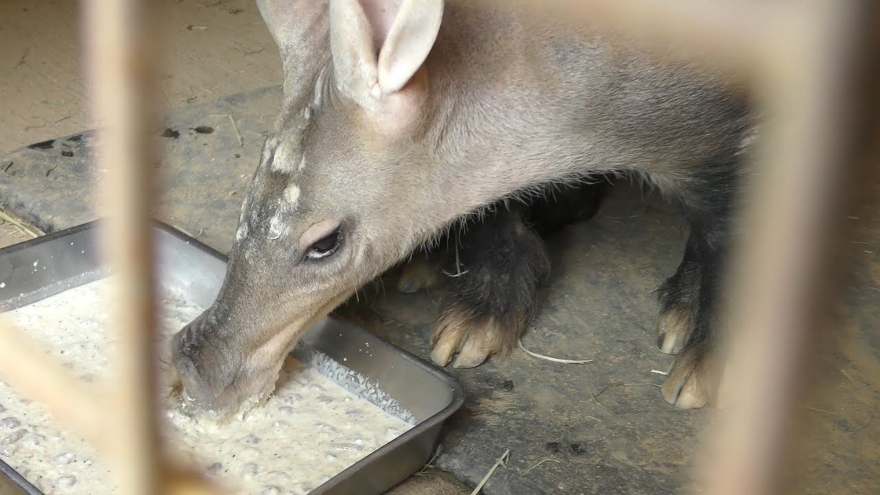 食事中の ツチブタ (姫路市立動物園) 2019年6月6日