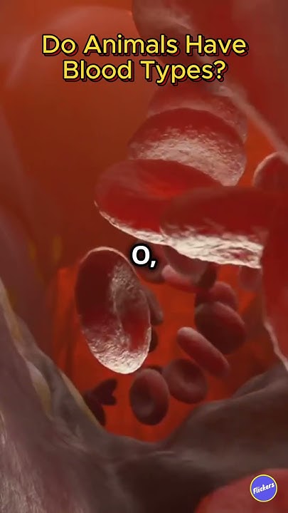 do-animals-have-blood-types-shorts-youtube