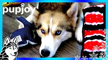 HUSKIES TALKING | PupJoy Unboxing with Dog Commentary