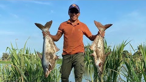 Cách trộn mồi câu cá tra thiên nhiên với mồi câu R1 và R3. #camr1 #camr2 #camr3 #mồicâuR1 #mồicâur3 