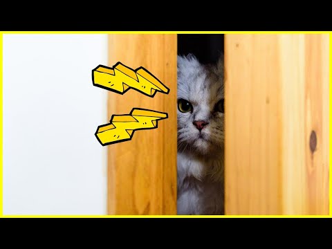 Video: Tipps Zur Bereicherung Von Katzen Für Gelangweilte Katzen