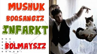 МУШУК БОКСАНГИЗ ИНФАРКТ БУЛМАЙСИЗ - MUSHUK BOQSANGIZ INFARKT BOLMAYSIZ.