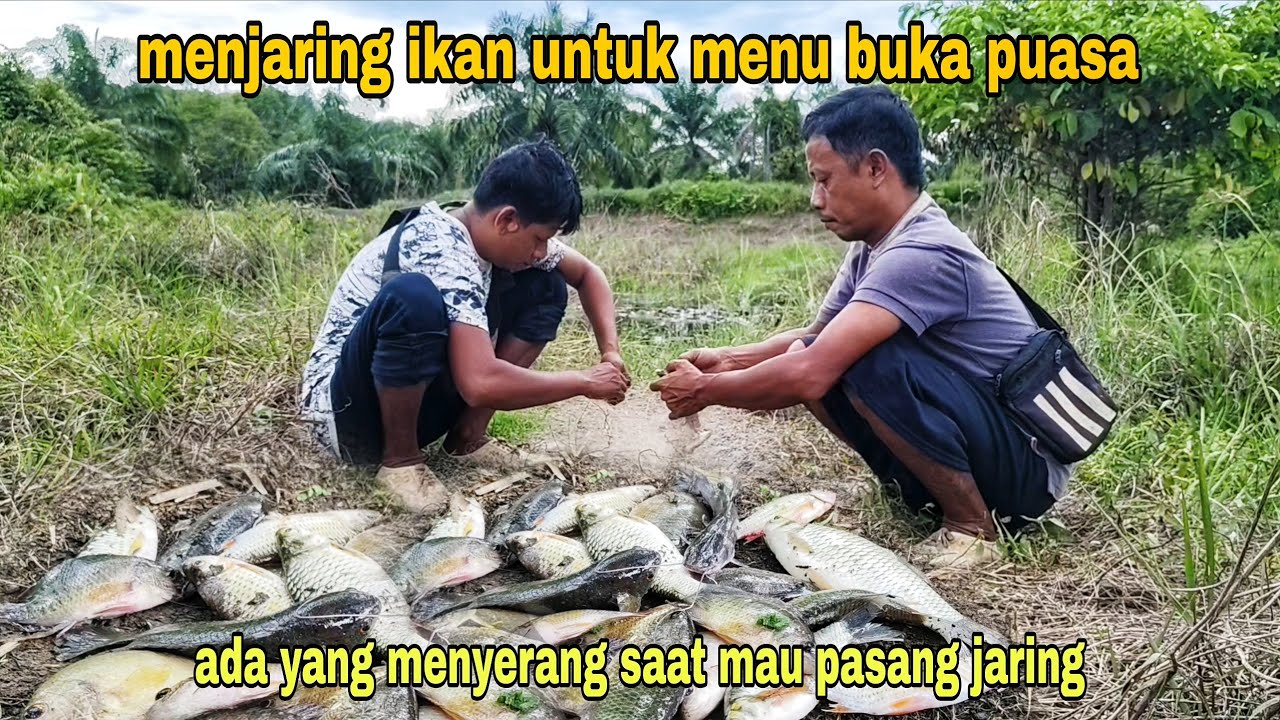 DI SERANG SAAT MAU PASANG JARING || BURU IKAN UNTUK MENU BUKA PUASA