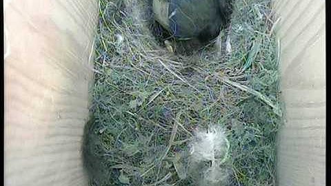 Gardenature Blue tit feeding in nest cam