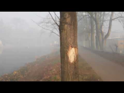 Wideo: Dym Nad Parkiem