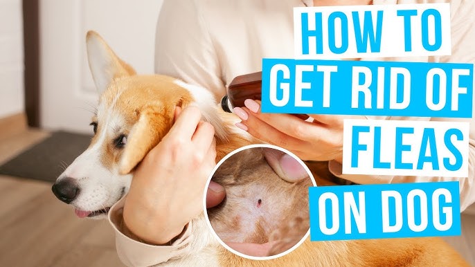 5 Ways To Effectively Eliminate Fleas On Your Dog A 2024