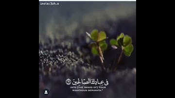 تلاوة اسلام صبحي حتى اذا اتو على واد نمل