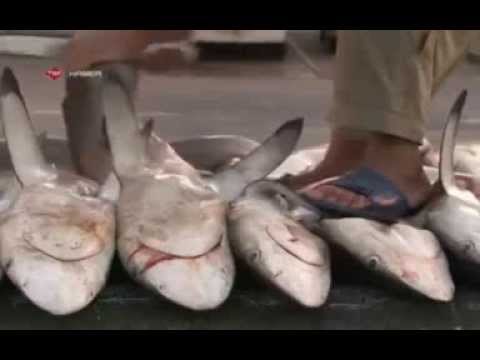 Video: Çinliler, California Köpekbalığı Yüzgeci Tehdidi Üzerine Güveçte