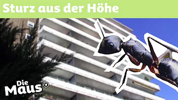 Können Ameisen Schaden am Haus anrichten?