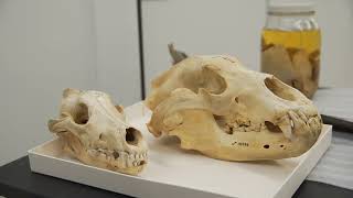 Celebrity Behind the Scenes in Vertebrate Zoology! - Throwback with Ty Burrell Profile