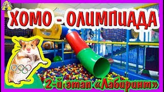 HOMO - OLYMPIC 2018 / Labyrinth for hamsters / STRIPES of obstacles for hamsters / khomkoland