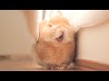 お昼寝中に地震が起きてしまった時のウサギの反応【No.982】