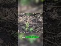Якість,втрати та конюшина на полі #сидерати #село #farming #agriculture #сільськежиття #фермер #agro