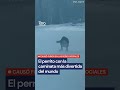 El perrito furor en las redes por su curiosa forma de correr 🐕