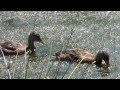 Enten bisamratte blsshhner und libelle  ducks muskrat coots and dragonfly 