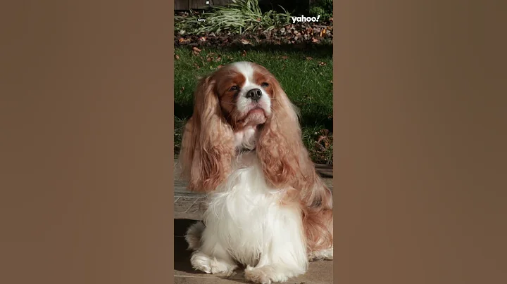 What are the most popular royal pets? | #shorts #yahooaustralia