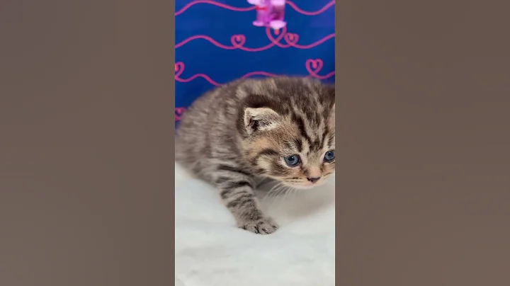 Video 9881571: kitten pets cute britishshorthair, britishshorthair cat pets cute, beautiful british kitten, male british, cats kitten cute black