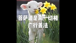 202001 菩萨道是离一切相 广行善法51437