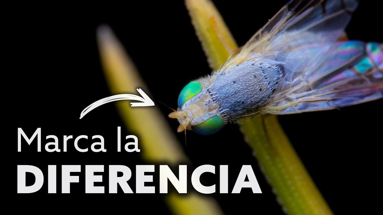 El ARMA DEFINITIVA en fotografía MACRO 📷🐞