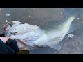 春の巨大バスが狂ったように喰ってくる、２つの最強ルアーがコレです