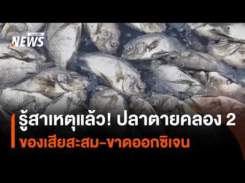 Cause Found! Mass Fish Die-off in Khlong 2 Due to Waste Buildup and Oxygen Depletion | Thai PBS News