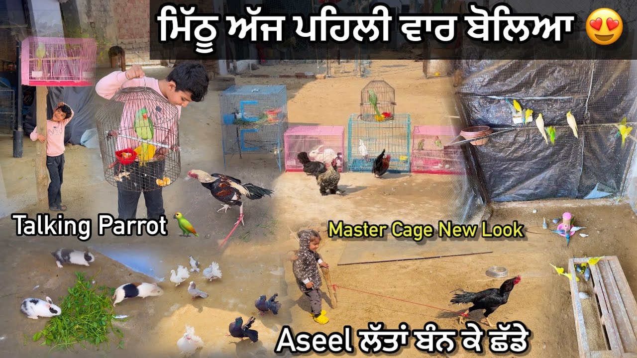 Apna Totta Aj Phli Vaar Bolea & ਨਾਲੇ ਨਵਾਂ ਘਰ ਦੇਤਾ 😍|| ਅੱਜ Aseel ਲੱਤਾਂ ਬੰਨ ਕੇ ਛੱਡੇ ਬਾਰ || #petsvlog