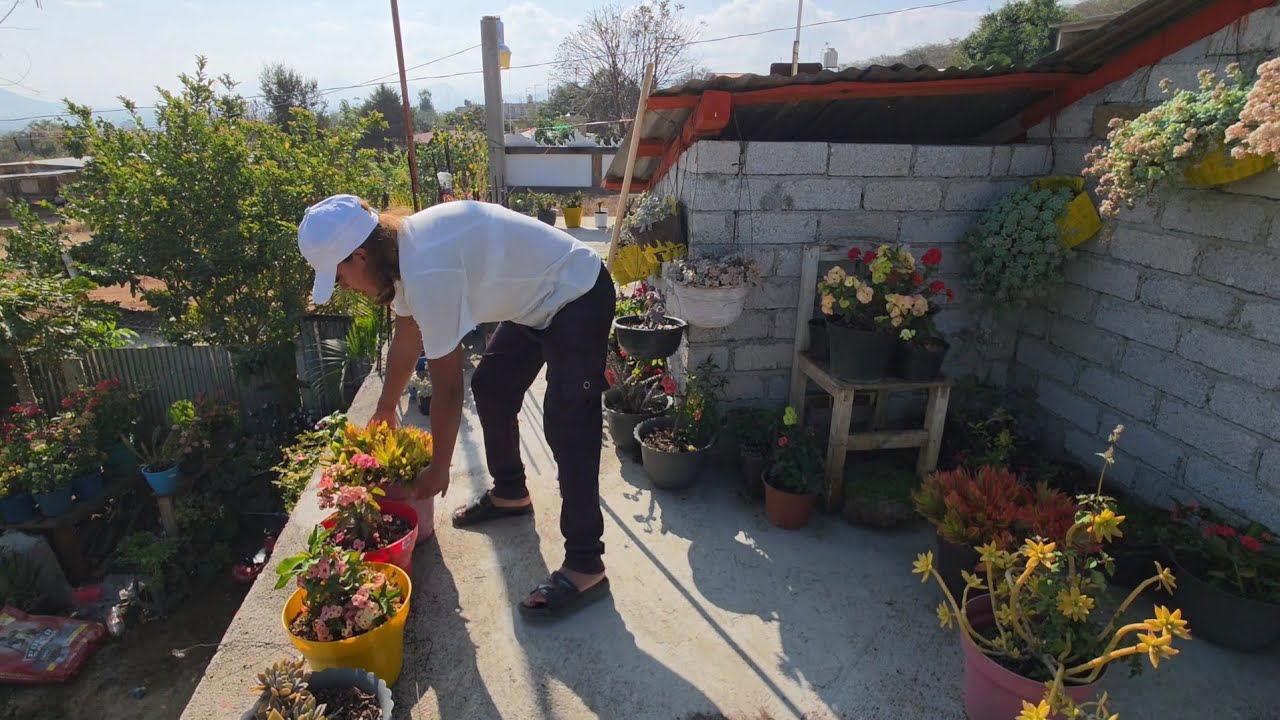 LIMPIEZA✅️ en mi jardin de la azotea, muchas plantas en floracion.