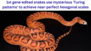 1st gene-edited snakes use mysterious 'Turing patterns' to achieve near-perfect hexagonal scales