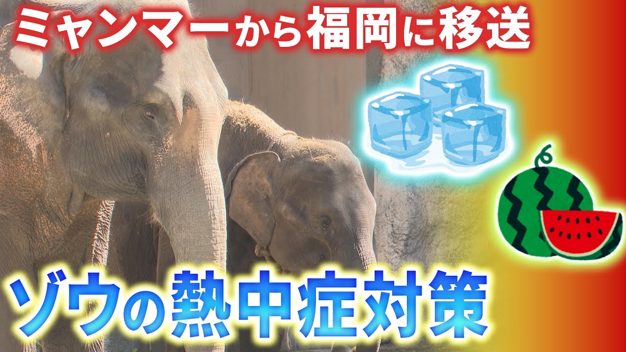 A journey as long as an elephant's trunk: An elephant has come to