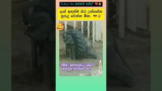 බර ලිස්සීම 😁 #shorts #songs #elephant #viralvideo #sltrending #subscribe #funny #trending #music